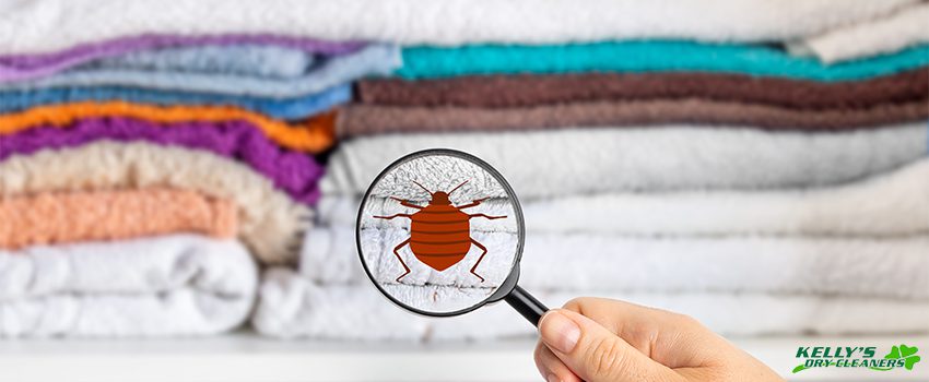 Everything You Need to Know About Bugs That Eat Clothes
