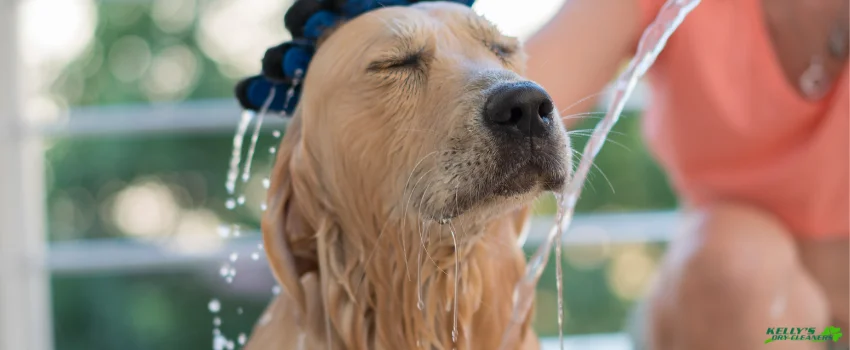 KDC-Bathing dog